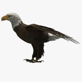 3D model American Bald Eagle